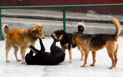 ¿Qué responsabilidades tienen dueños si sus mascotas hieren a una persona?